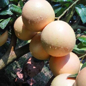 梅州当地直发红心蜜柚团购批发礼盒哪里可以买