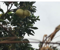 梅州甜柚價格批發多少錢種植基地直發柚子價格