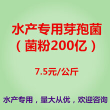 水产专用芽孢菌(浓缩菌粉),水产专用芽孢菌,水产专用芽孢菌厂家——金百合生物图片
