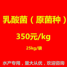 乳酸菌种,乳酸菌菌种活化扩培专用菌种,乳酸菌种金百合生物图片