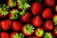 草莓不结果原因和防治方法