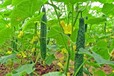 大棚黄瓜增产施肥比较常用的方法