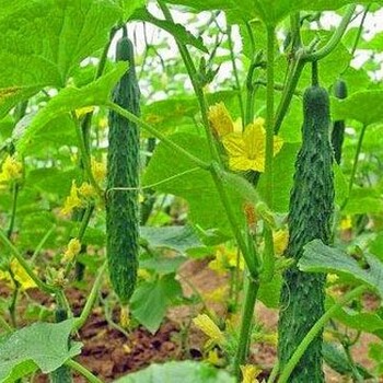 大棚黃瓜增產(chǎn)施肥比較常用的方法