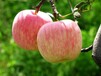 苹果着色上色的用肥建议，使用昆仑风调色师生物钛肥
