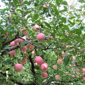 苹果膨果增甜期用十二元素促生长保果保花