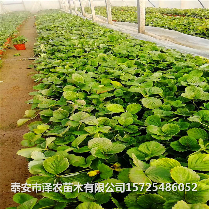 泰安市泽农苗木有限公司