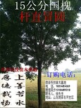 安徽芜湖国槐价格图片1