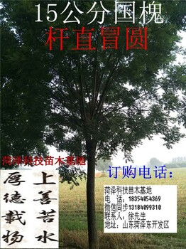 15公分國槐一畝多少棵