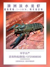 澳洲淡水龙虾龙虾苗淡水养殖澳龙苗图片