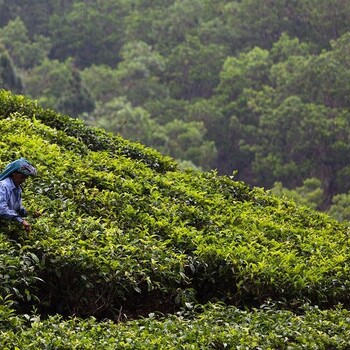 茶叶一般贸易进口基本流程