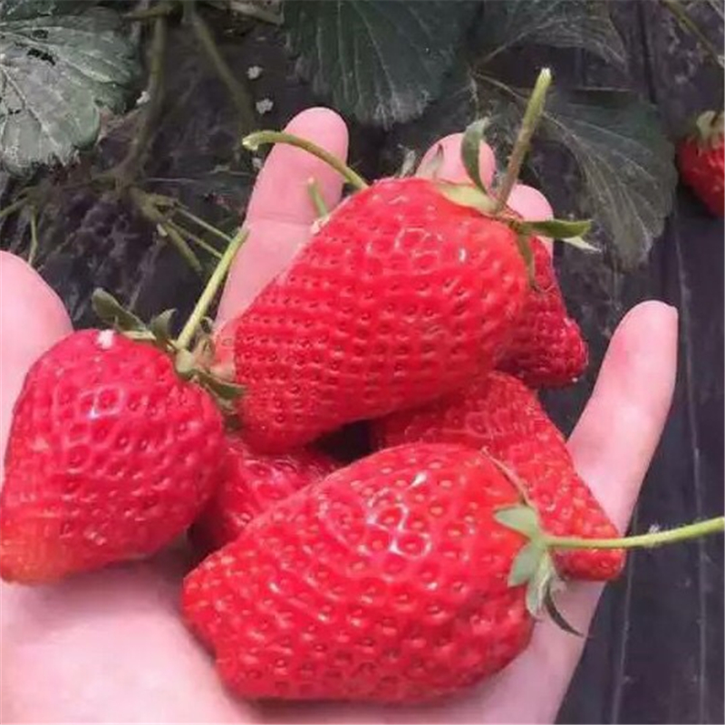 吉林妙香7号草莓苗哪里有   草莓苗新品种