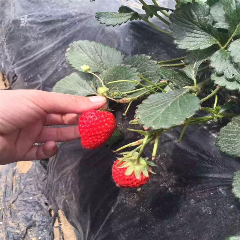 北京白草莓苗哪里有   章姬草莓苗种植基地