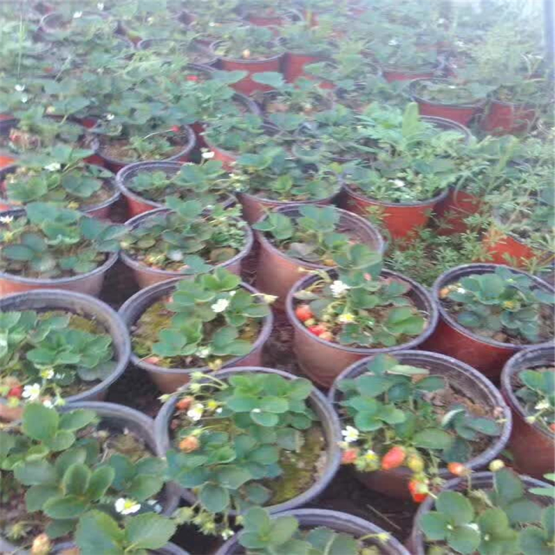 吉林法兰地草莓苗多少钱一棵   草莓苗种植基地