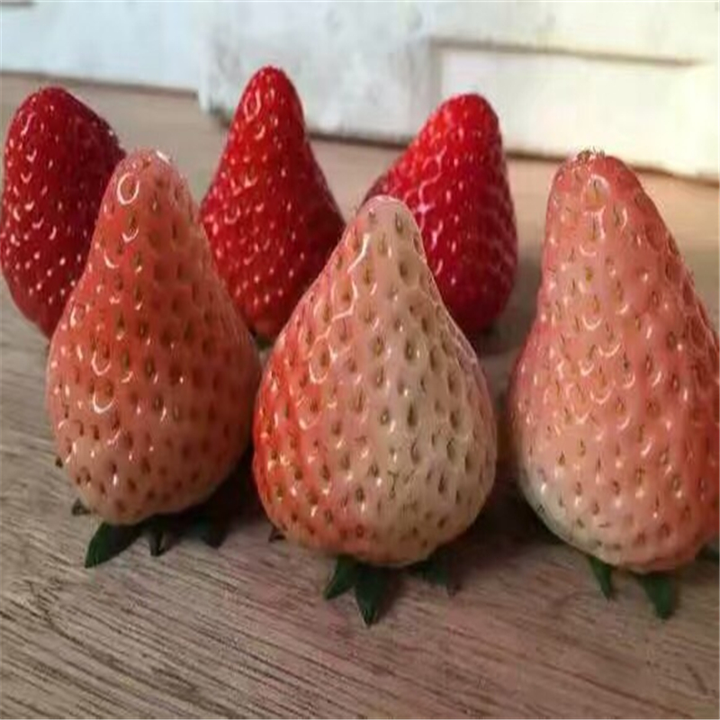 宁夏草莓苗批发   甜查理草莓苗种植技术