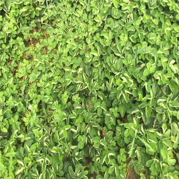 安徽草莓苗有哪些品種草莓苗種植基地