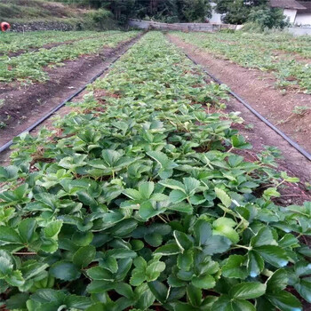 河南法兰地草莓苗多少钱一棵草莓苗种植基地