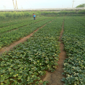 青海白草莓苗哪里有章姬草莓苗种植基地