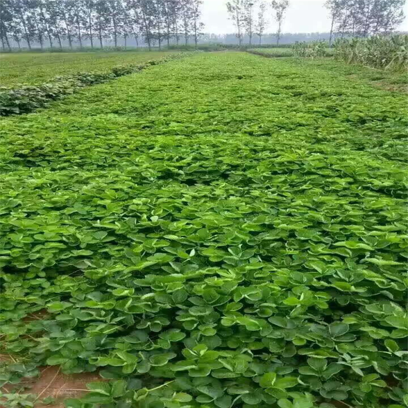 河南2019草莓苗报价   草莓苗种植基地