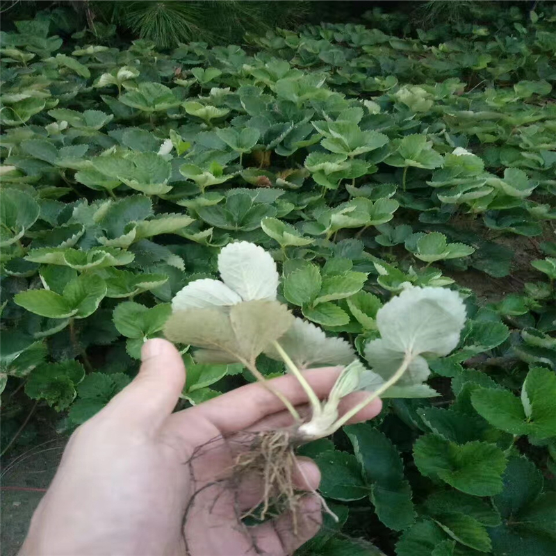 甘肃草莓苗有哪些品种   大棚草莓苗管理技术