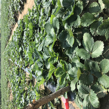 内蒙古法兰地草莓苗多少钱一棵郁秀苗木厂家