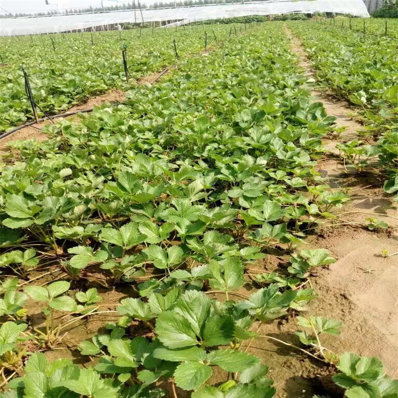 青海白草莓苗哪里有   章姬草莓苗种植基地