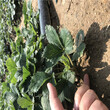 广东草莓苗有哪些品种章姬草莓苗种植基地