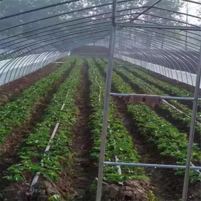 新疆哪里的草莓苗品种郁秀苗木厂家