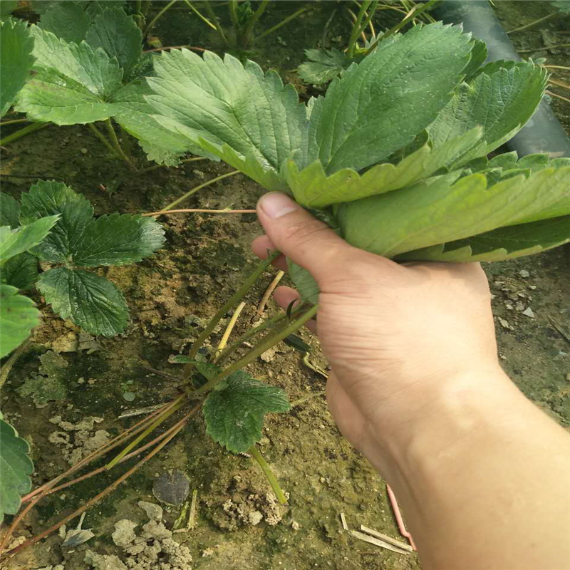上海草莓苗新品种苗木种植