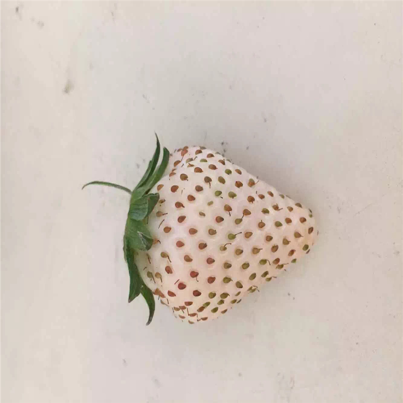 上海白草莓苗批发郁秀苗木厂家