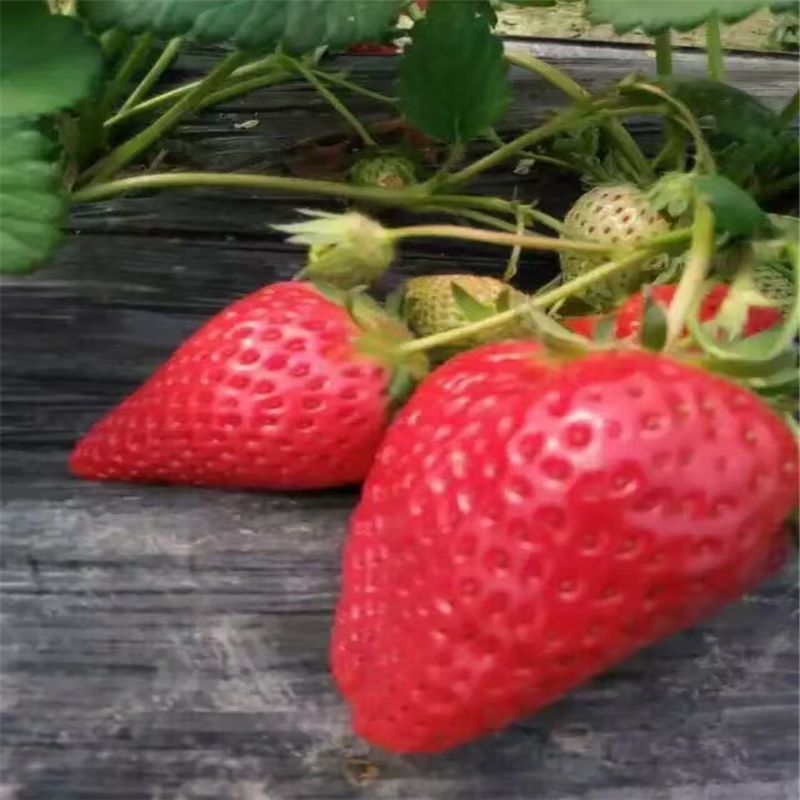 青海去哪购买草莓苗苗木种植