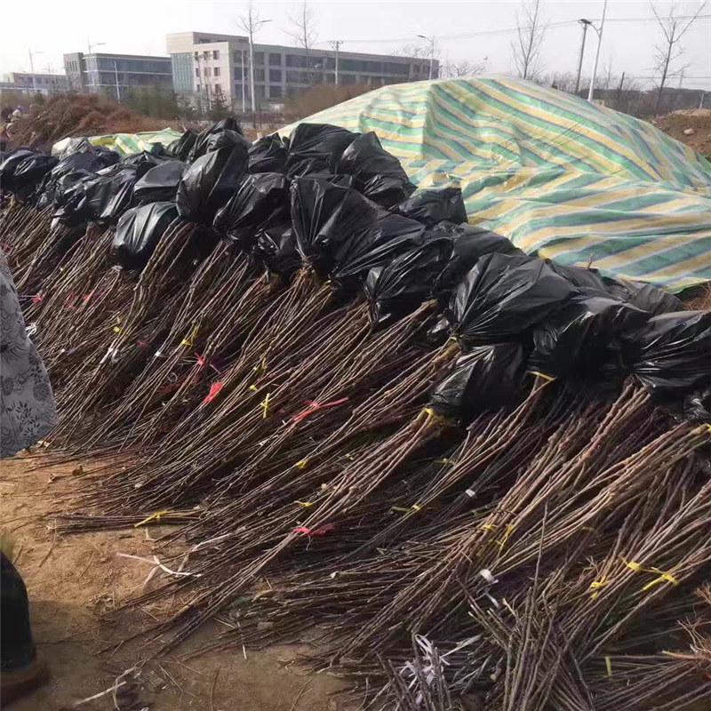 吴忠嘎啦苹果苗基地