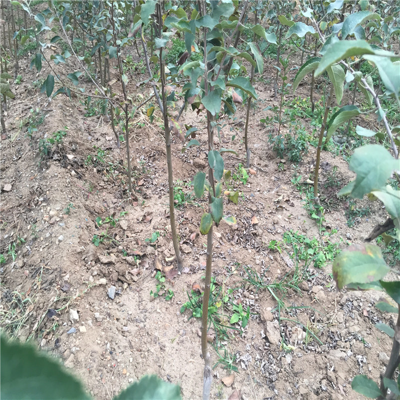 白城水蜜桃蘋果苗價(jià)格
