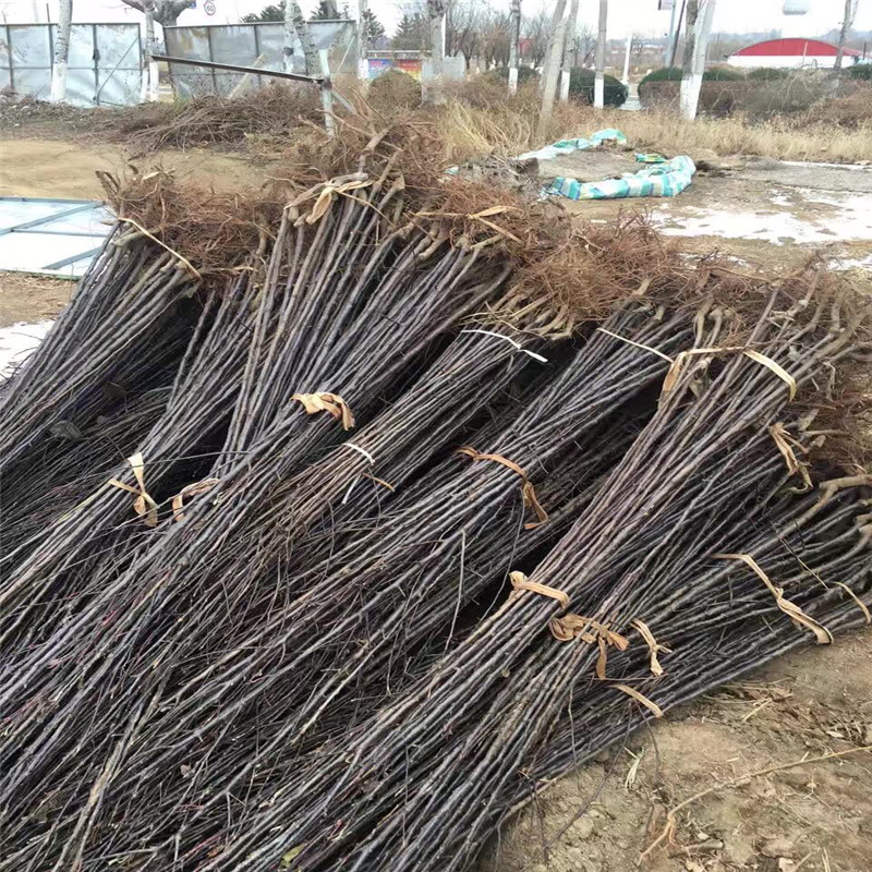 怀化水蜜桃苹果苗基地