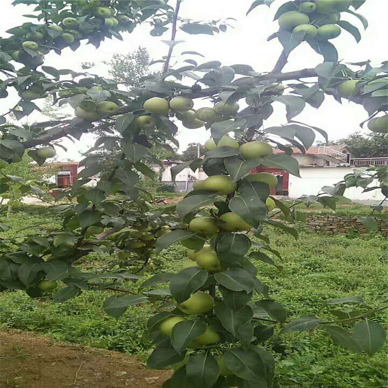 株洲柱状苹果苗基地