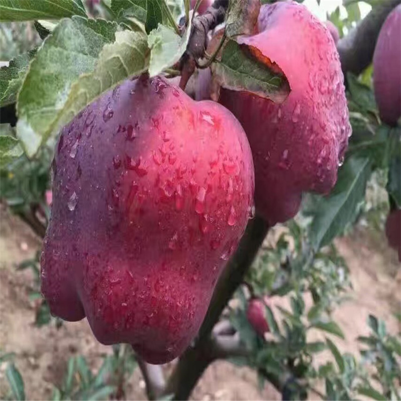 焦作柱状苹果苗基地