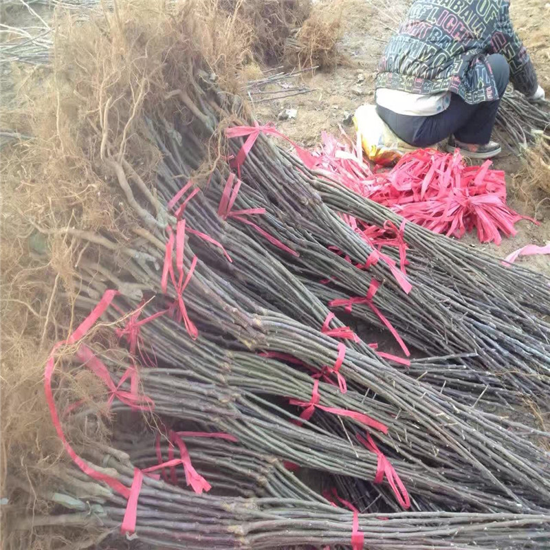湖州喬納金蘋(píng)果苗價(jià)格