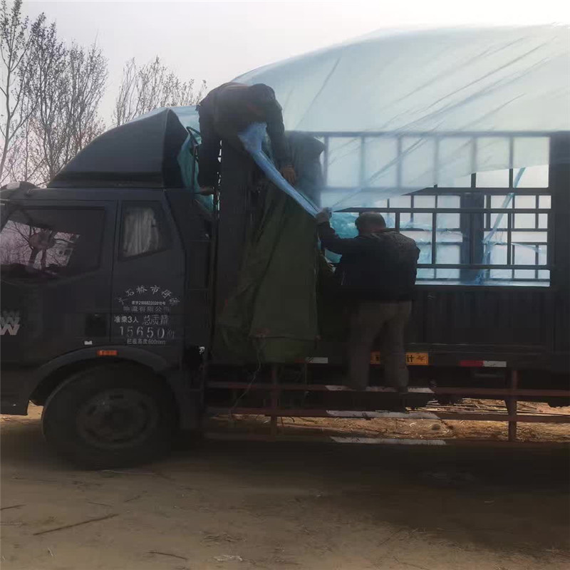 澳門皇冠梨樹苗多少錢一棵