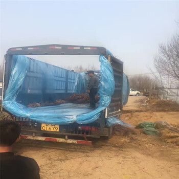 云南白梨樹(shù)苗多少錢一棵