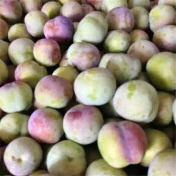 昌都恐龍蛋李子苗價(jià)格