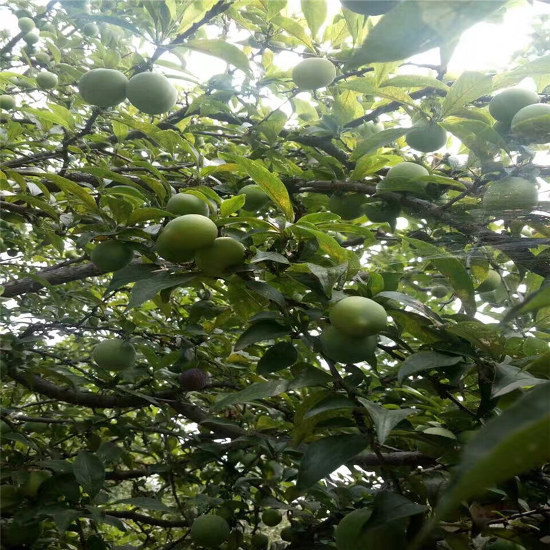 汉沽西梅皇后李子苗厂家地址