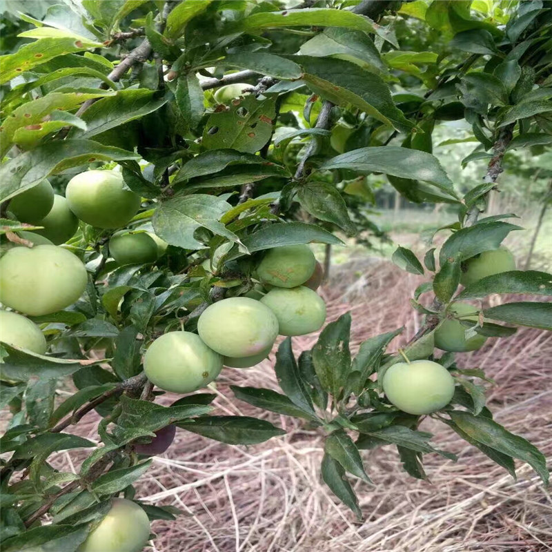 彰化县西梅蓝蜜李子苗厂家地址