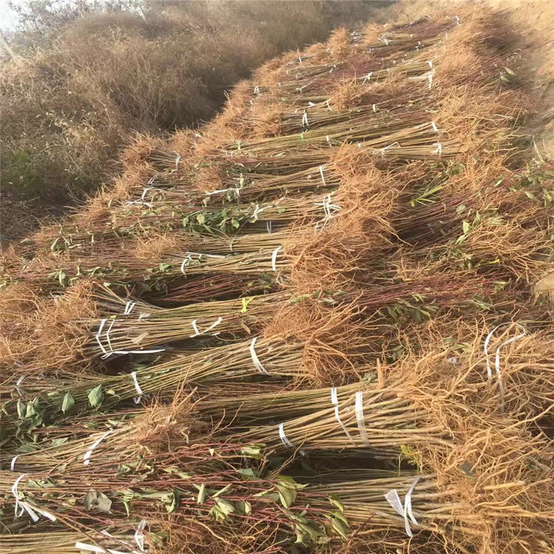 武夷山风味玫瑰杏李李子苗价格