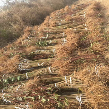 台北法兰西西梅李子苗地址