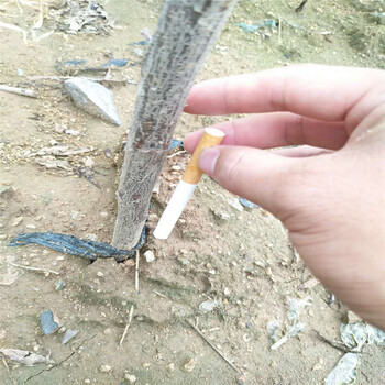雙河法蘭西西梅李子苗地址