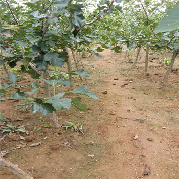 霍邱大棉球山楂苗生产基地