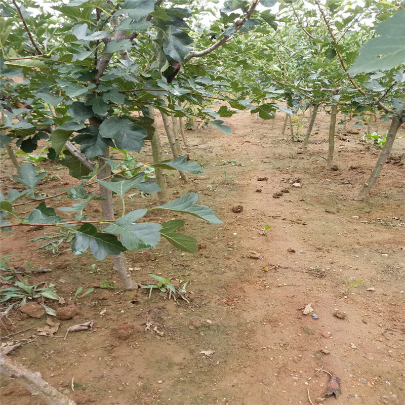 霍邱大棉球山楂苗生产基地