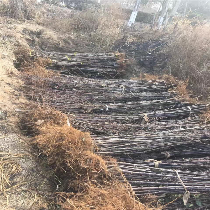 寧夏魯麗蘋(píng)果苗、魯麗蘋(píng)果苗嫁接技術(shù)
