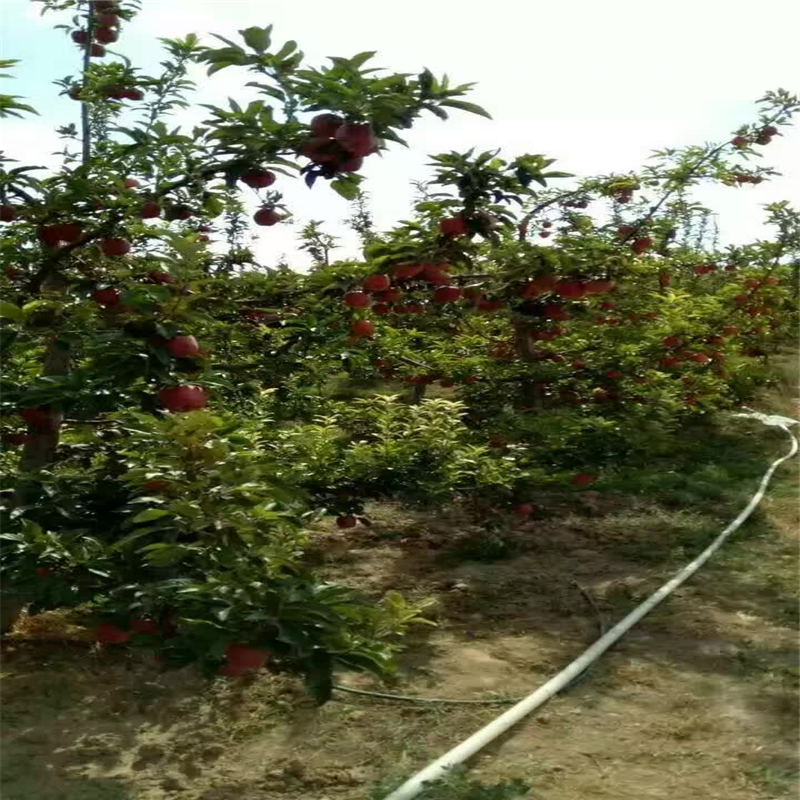 陕西水蜜桃苹果苗、水蜜桃苹果苗种植合作社