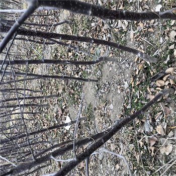 湖南魯麗蘋果苗、魯麗蘋果苗種植技術(shù)