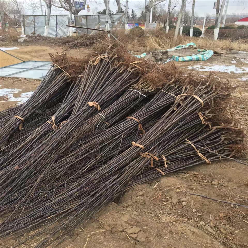 北京中秋王苹果苗、中秋王苹果苗种植技术